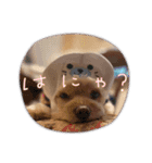こだま号参上！∠( ˙-˙ )／（個別スタンプ：12）