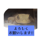 挨拶。親子会話。ニホンヤモリ。カエル。（個別スタンプ：17）