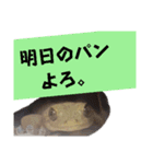 挨拶。親子会話。ニホンヤモリ。カエル。（個別スタンプ：25）