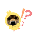 きなこんのすたんぷ（個別スタンプ：7）