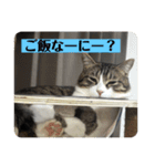 ありちゃんちの猫（個別スタンプ：6）