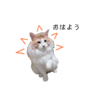 ふわふわねこ【レオくん】（個別スタンプ：1）