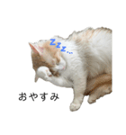 ふわふわねこ【レオくん】（個別スタンプ：2）