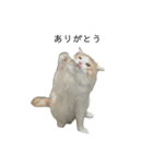 ふわふわねこ【レオくん】（個別スタンプ：3）