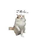 ふわふわねこ【レオくん】（個別スタンプ：4）