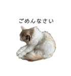 ふわふわねこ【レオくん】（個別スタンプ：5）