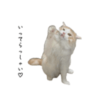 ふわふわねこ【レオくん】（個別スタンプ：8）