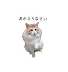 ふわふわねこ【レオくん】（個別スタンプ：9）