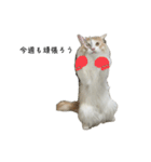 ふわふわねこ【レオくん】（個別スタンプ：11）