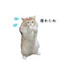ふわふわねこ【レオくん】（個別スタンプ：12）