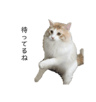ふわふわねこ【レオくん】（個別スタンプ：13）