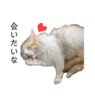 ふわふわねこ【レオくん】（個別スタンプ：14）