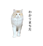 ふわふわねこ【レオくん】（個別スタンプ：15）