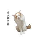 ふわふわねこ【レオくん】（個別スタンプ：17）