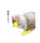 ふわふわねこ【レオくん】（個別スタンプ：19）