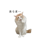 ふわふわねこ【レオくん】（個別スタンプ：23）