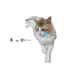 ふわふわねこ【レオくん】（個別スタンプ：24）