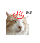 ふわふわねこ【レオくん】（個別スタンプ：29）