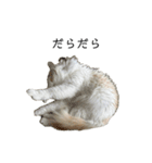 ふわふわねこ【レオくん】（個別スタンプ：31）