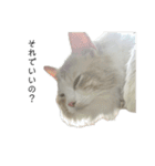 ふわふわねこ【レオくん】（個別スタンプ：32）