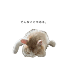 ふわふわねこ【レオくん】（個別スタンプ：34）