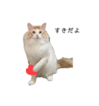 ふわふわねこ【レオくん】（個別スタンプ：40）