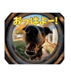 覗いたら犬がいる。（個別スタンプ：5）