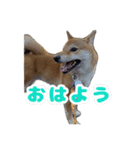 柴犬おいもとお兄さんVol.1（個別スタンプ：1）