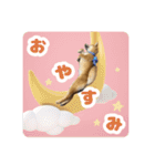 柴犬おいもとお兄さんVol.1（個別スタンプ：2）