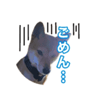柴犬おいもとお兄さんVol.1（個別スタンプ：3）