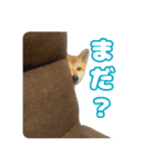 柴犬おいもとお兄さんVol.1（個別スタンプ：4）