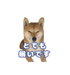 柴犬おいもとお兄さんVol.1（個別スタンプ：5）