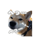 柴犬おいもとお兄さんVol.1（個別スタンプ：6）
