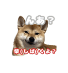 柴犬おいもとお兄さんVol.1（個別スタンプ：7）