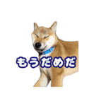 柴犬おいもとお兄さんVol.1（個別スタンプ：8）