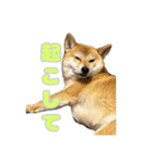 柴犬おいもとお兄さんVol.1（個別スタンプ：11）