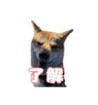 柴犬おいもとお兄さんVol.1（個別スタンプ：12）