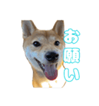 柴犬おいもとお兄さんVol.1（個別スタンプ：13）