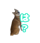 柴犬おいもとお兄さんVol.1（個別スタンプ：14）
