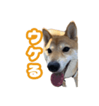 柴犬おいもとお兄さんVol.1（個別スタンプ：15）