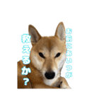 柴犬おいもとお兄さんVol.1（個別スタンプ：16）