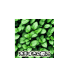 植物で敬語スタンプ（個別スタンプ：2）