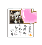 家族のロンちゃん（個別スタンプ：3）