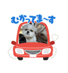 家族のロンちゃん（個別スタンプ：9）