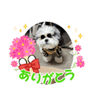 家族のロンちゃん（個別スタンプ：10）