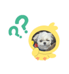 家族のロンちゃん（個別スタンプ：11）