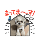 家族のロンちゃん（個別スタンプ：12）