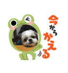 家族のロンちゃん（個別スタンプ：14）