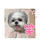 家族のロンちゃん（個別スタンプ：16）