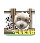 トイプー♡こころのひとりごと犬⑥シンプル（個別スタンプ：2）